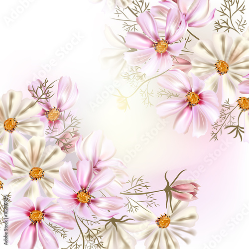 Beautiful vector illustration with field cosmos flowers
