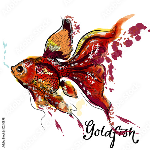 Beautiful goldfish isolated on white in watercolor style