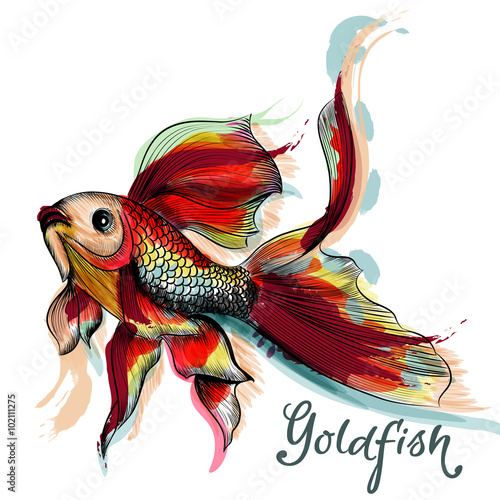 Beautiful goldfish isolated on white in watercolor style