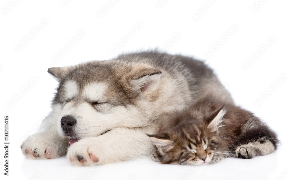 alaskan malamute puppy and maine coon kitten sleeping together.