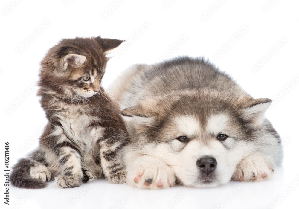 small maine coon cat and sad alaskan malamute dog. isolated on w small maine coon cat and sad alaskan malamute dog. isolated on w