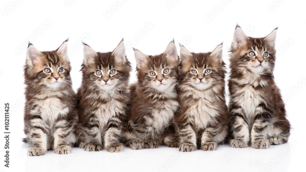 large group of small maine coon cats sitting in front. isolated