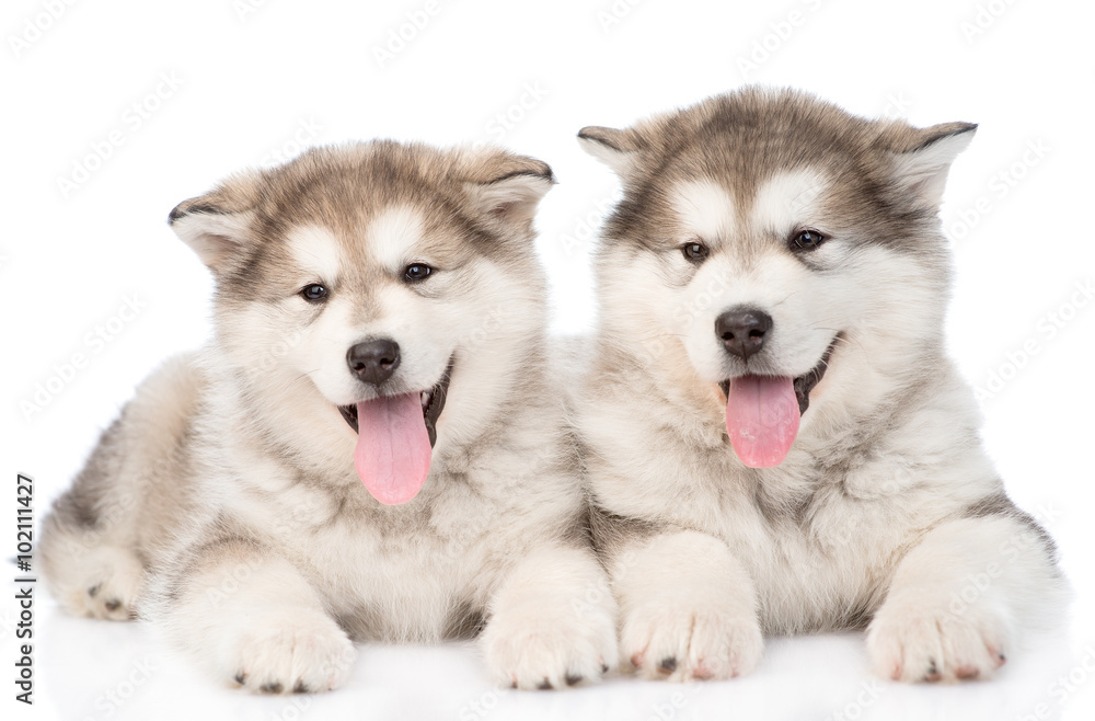 two happy alaskan malamute puppies. isolated on white background