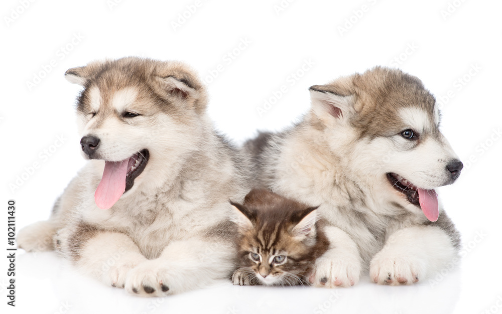 two alaskan malamute dogs and maine coon cat together. isolated
