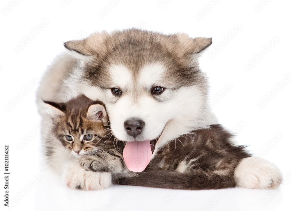 alaskan malamute puppy embracing small maine coon cat. isolated