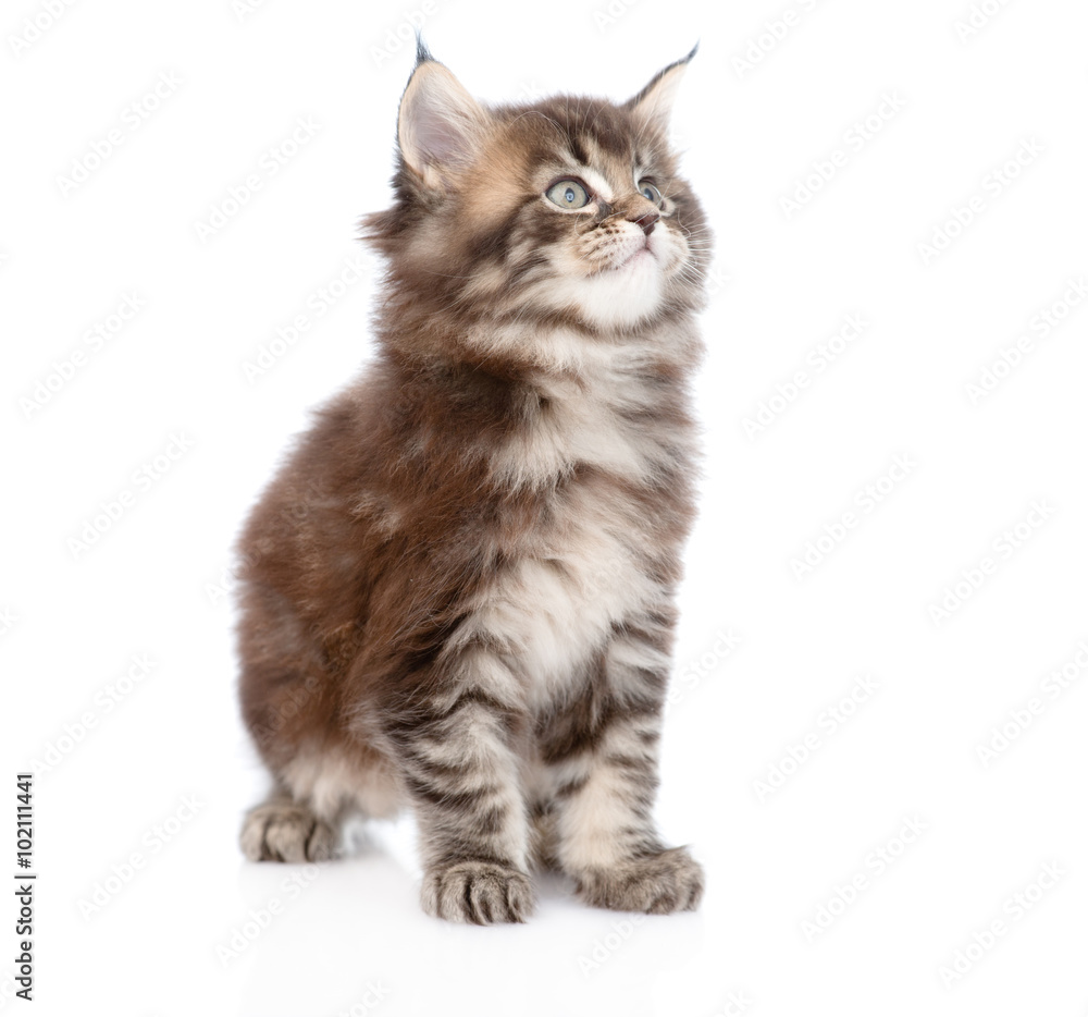 small maine coon cat looking away. isolated on white background