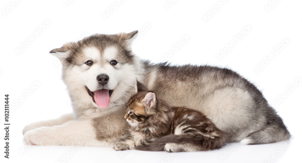 alaskan malamute dog and small maine coon cat lying together. is