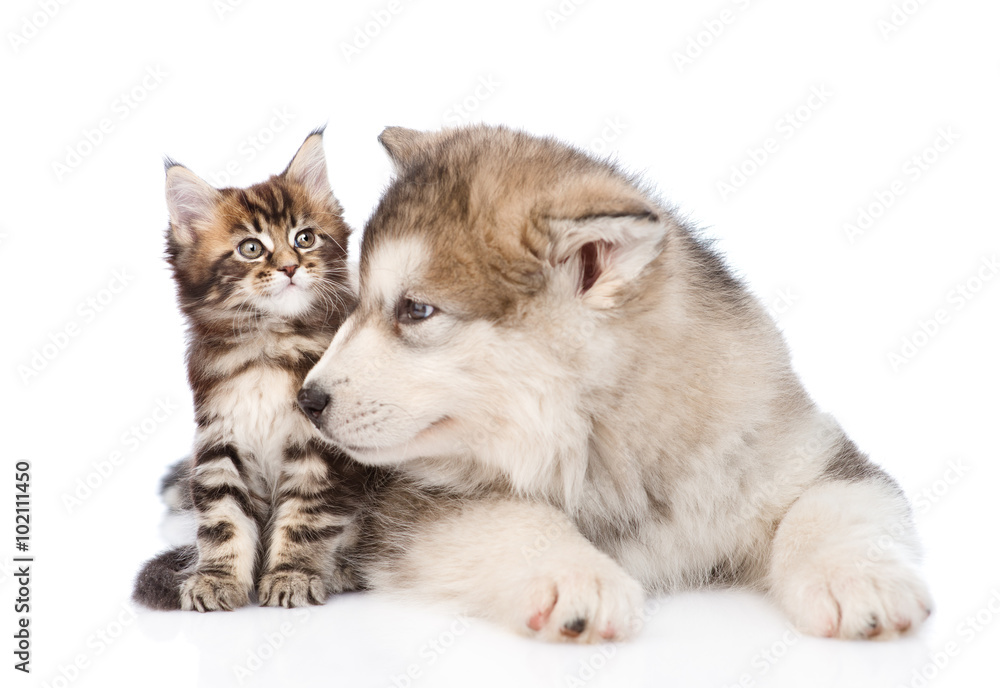 Obraz premium alaskan malamute dog sniffing small maine coon cat. isolated on