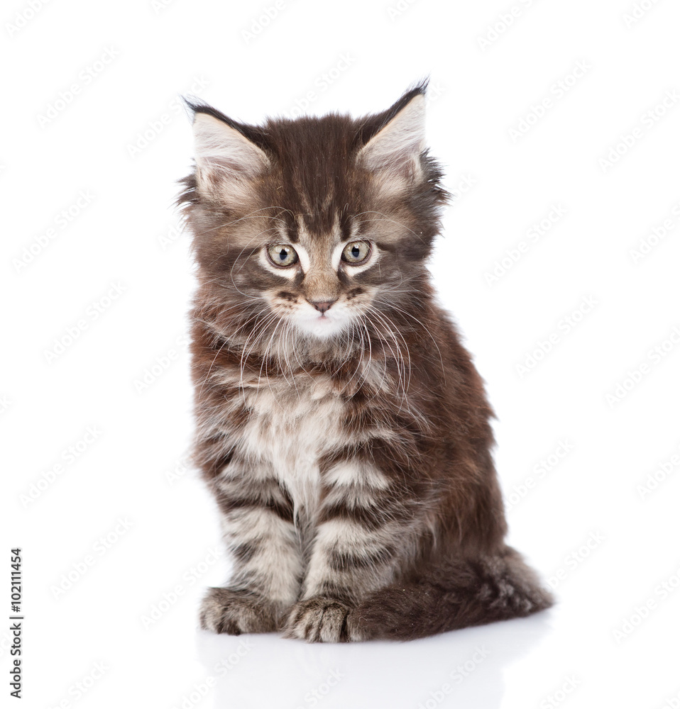 small maine coon cat looking at camera. isolated on white backgr small maine coon cat looking at camera. isolated on white backgr
