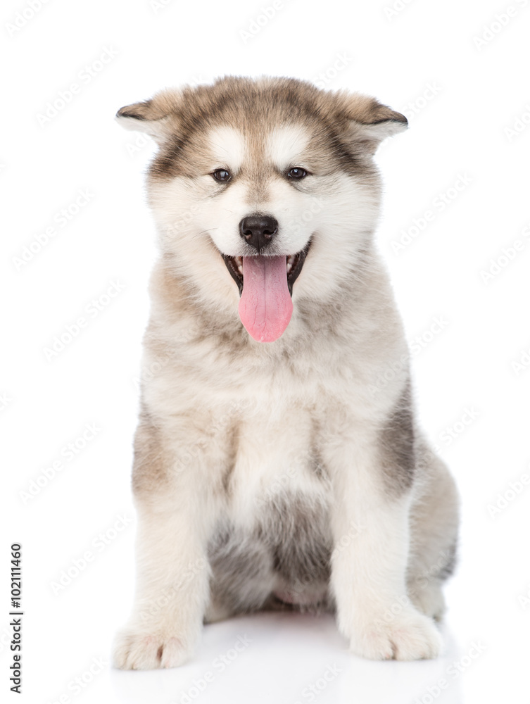 alaskan malamute puppy dog sitting in front. isolated on white b