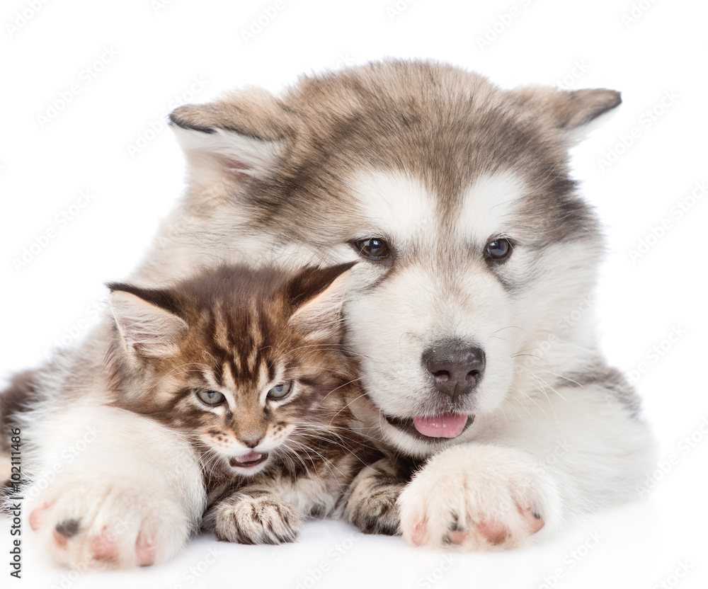 alaskan malamute puppy hugging maine coon kitten. isolated on wh alaskan malamute puppy hugging maine coon kitten. isolated on wh