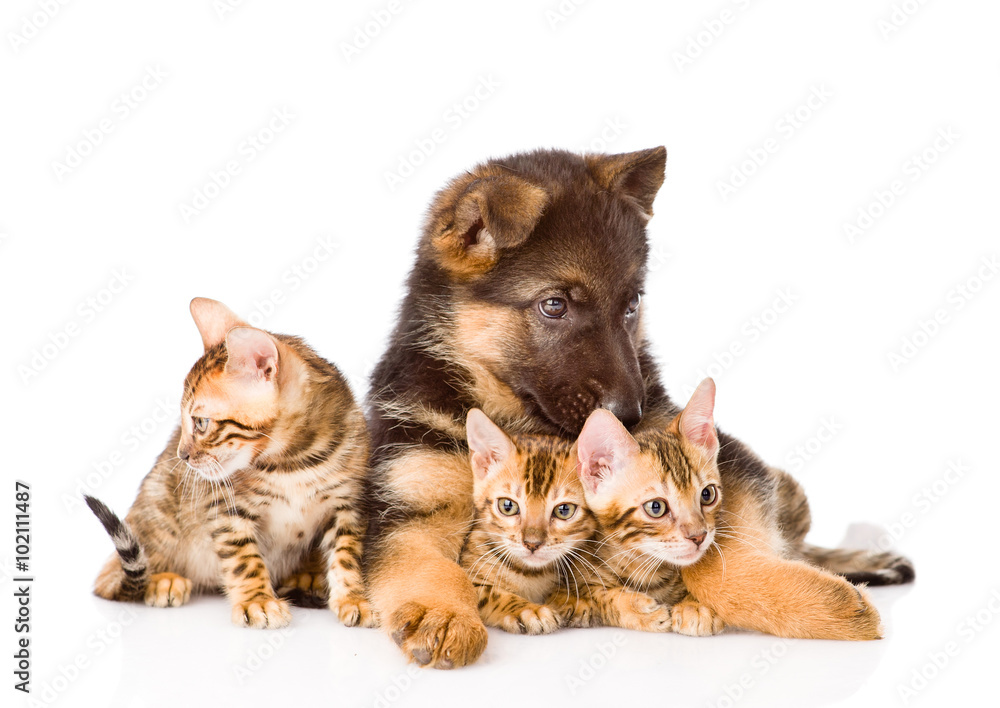 german shepherd dog and bengal kittens together. isolated on whi