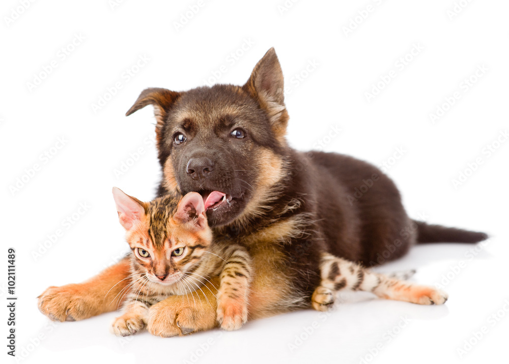 german shepherd puppy dog licking little bengal cat. isolated on