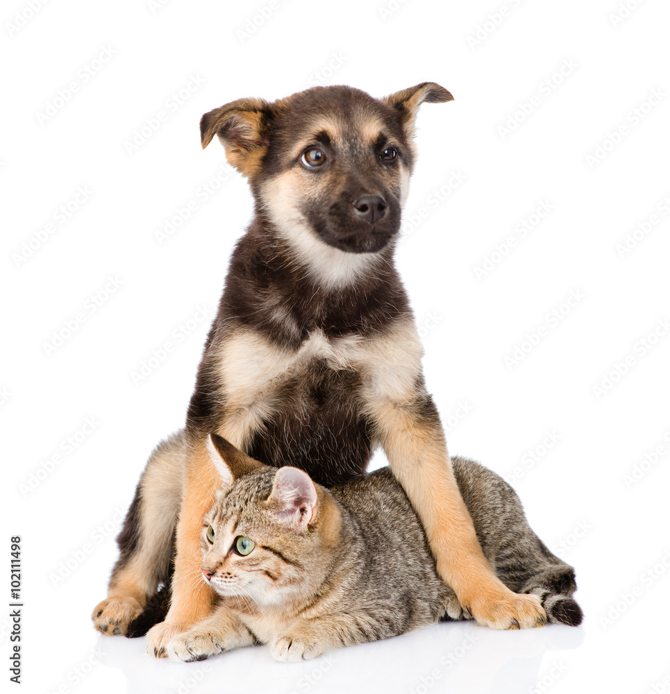mixed breed dog embracing tabby cat. isolated on white backgroun