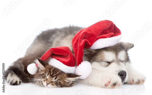alaskan malamute dog and maine coon cat with red santa hats slee