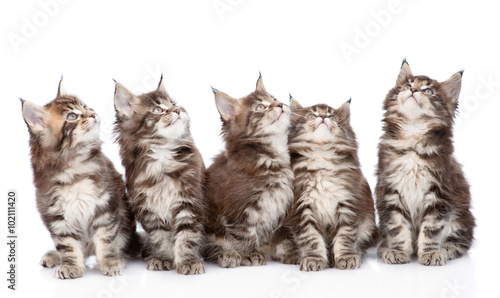 large group of small maine coon cats looking up. isolated on whi