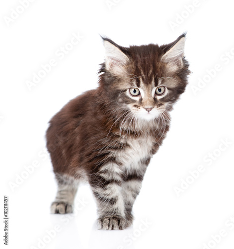 small maine coon cat standing in front. isolated on white backgr