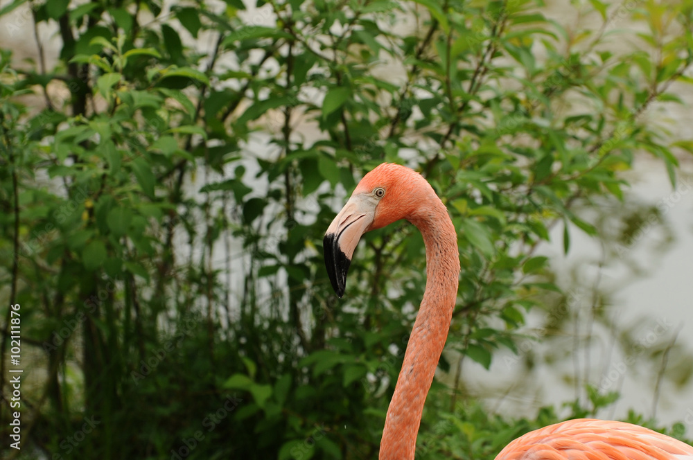 Fototapeta premium Flamingo birds in the nature
