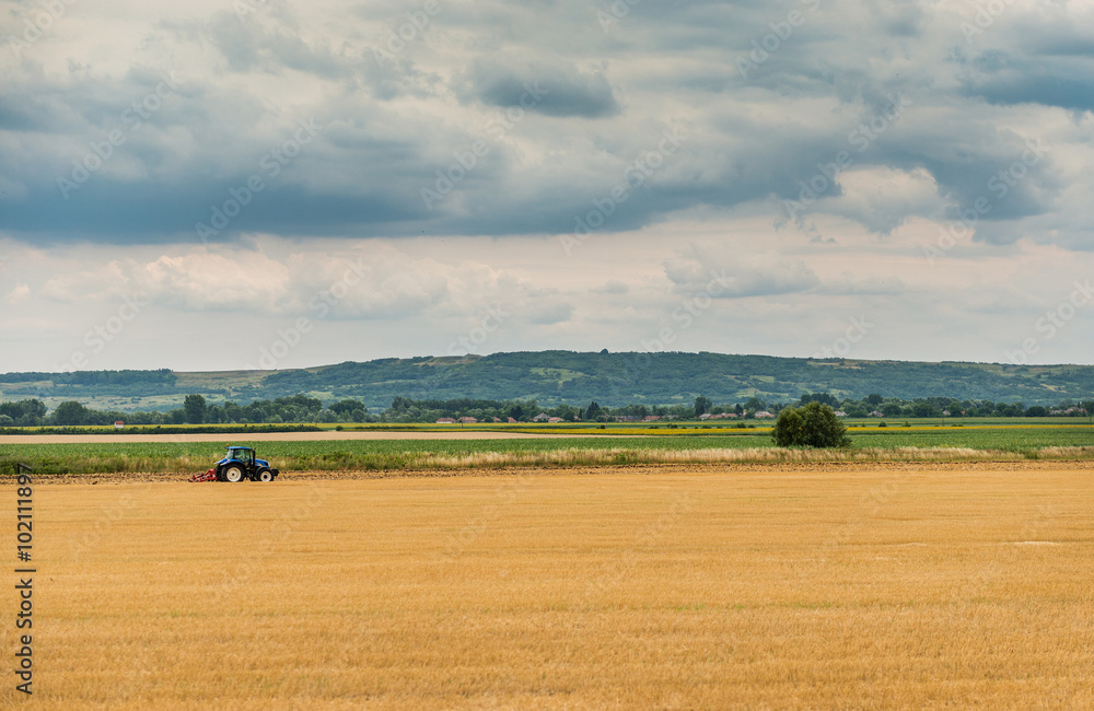 Fototapeta premium Yellow-green field beautyful