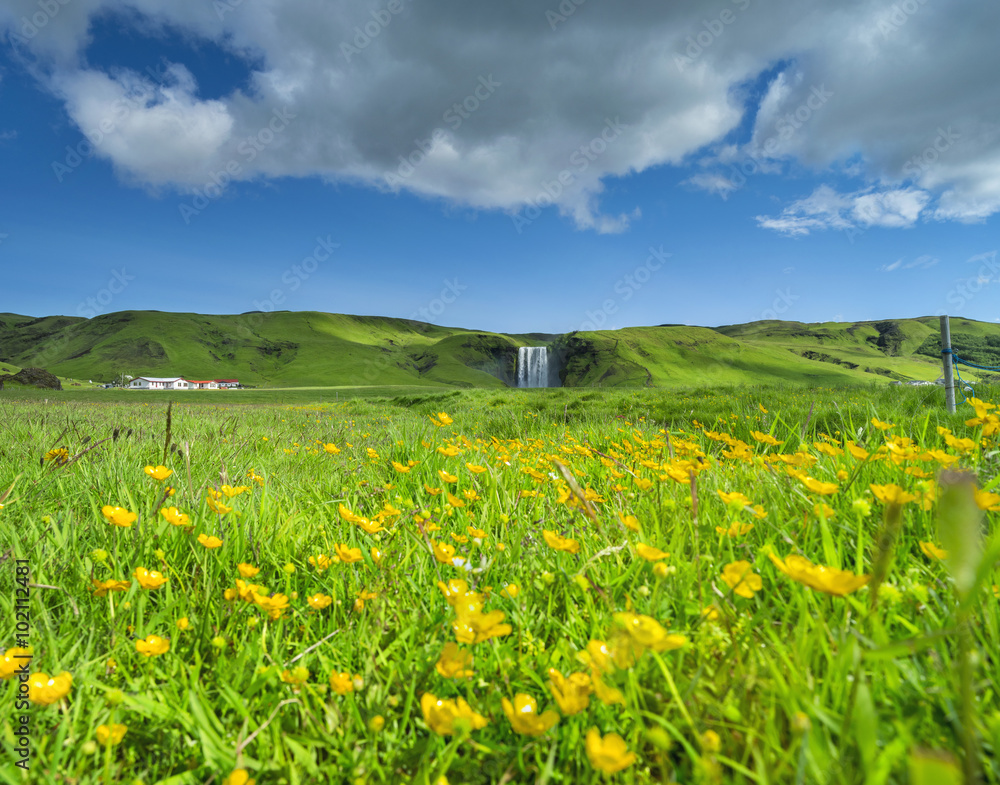 yellow flowers with green grass  and waterfall under clouds in Iceland