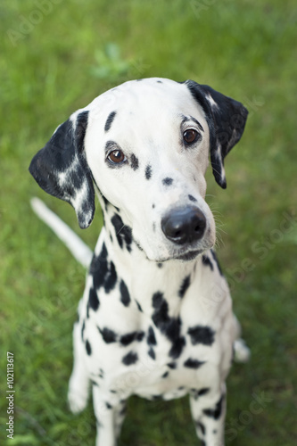 Dalmatian dog portrait © archimede