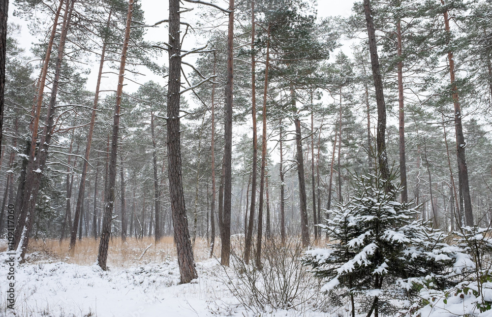 Fototapeta premium Winter im Wald 