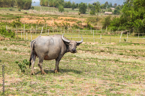 A domestic Buffalo in Laos. Scenes like this are common place in the agricultural areas of this indo-china country. Xieng Khoang - Laos