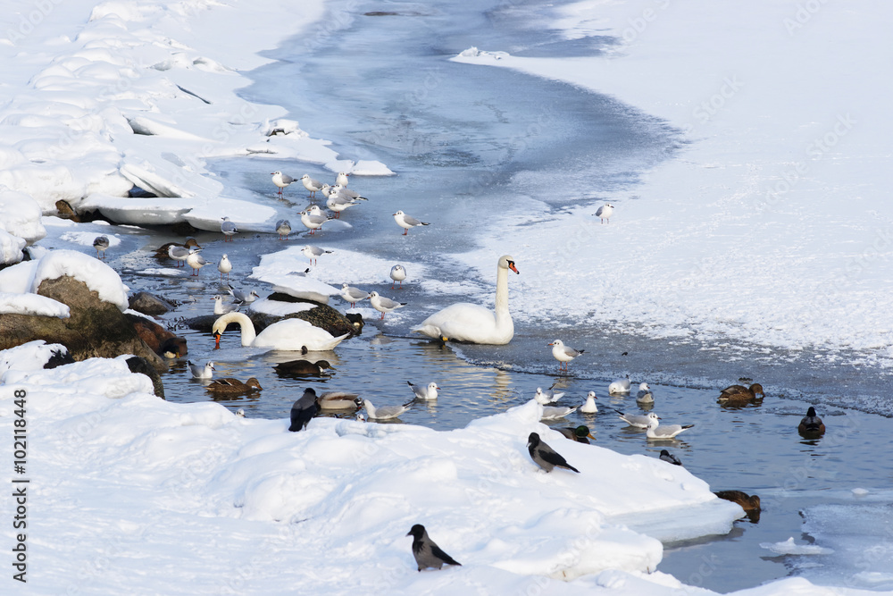 Swans and Ducks in Langelinie Pond in winter Copenhagen Swans and Ducks in Langelinie Pond in winter Copenhagen