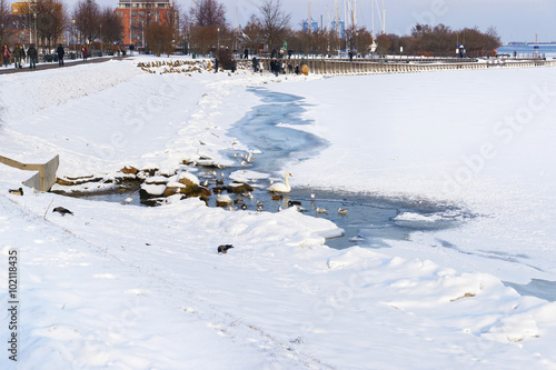 Wallpaper Mural Ducks in pond at Langelinie Park Promenade in winter Copenhagen Torontodigital.ca