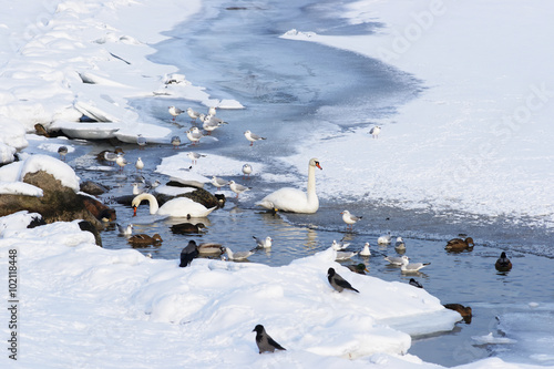 Photography Swans and Ducks in Langelinie Pond in winter Copenhagen