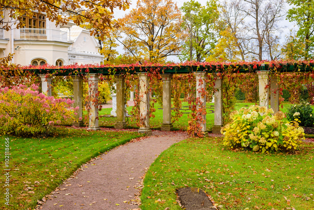 Fototapeta premium Beautiful alley in a country house in autumn, Saint-Petersburg, Russia.