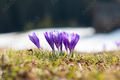 Crocuses in the mountains