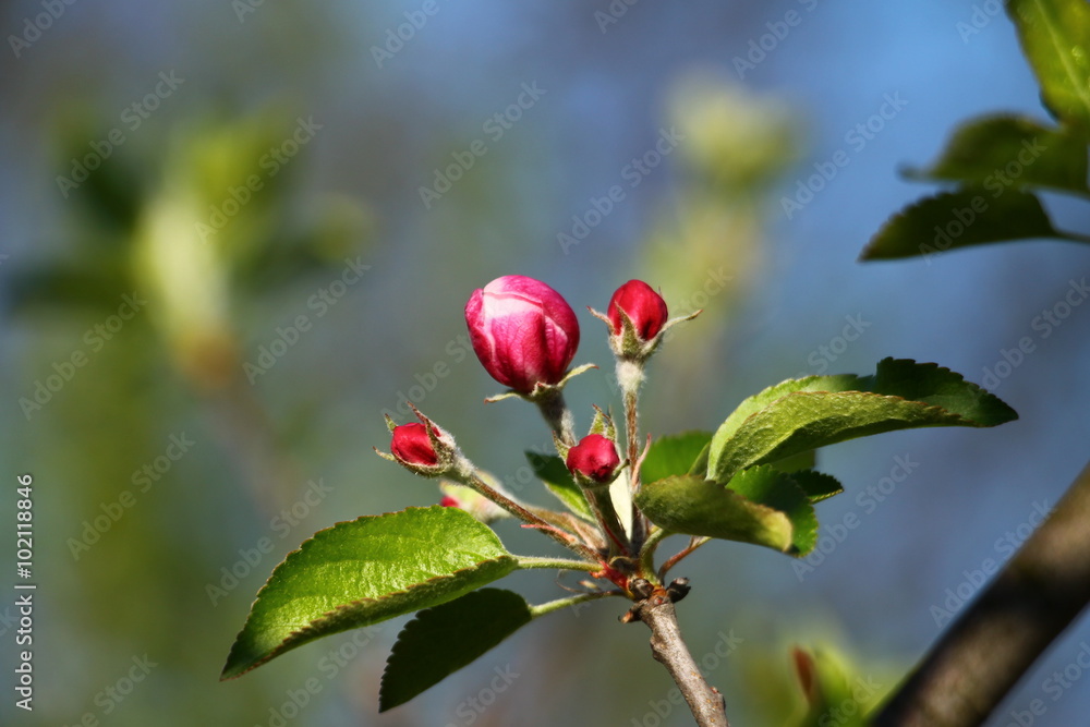 Spring blossom on apple tree with blue sky in background Spring blossom on apple tree with blue sky in background
