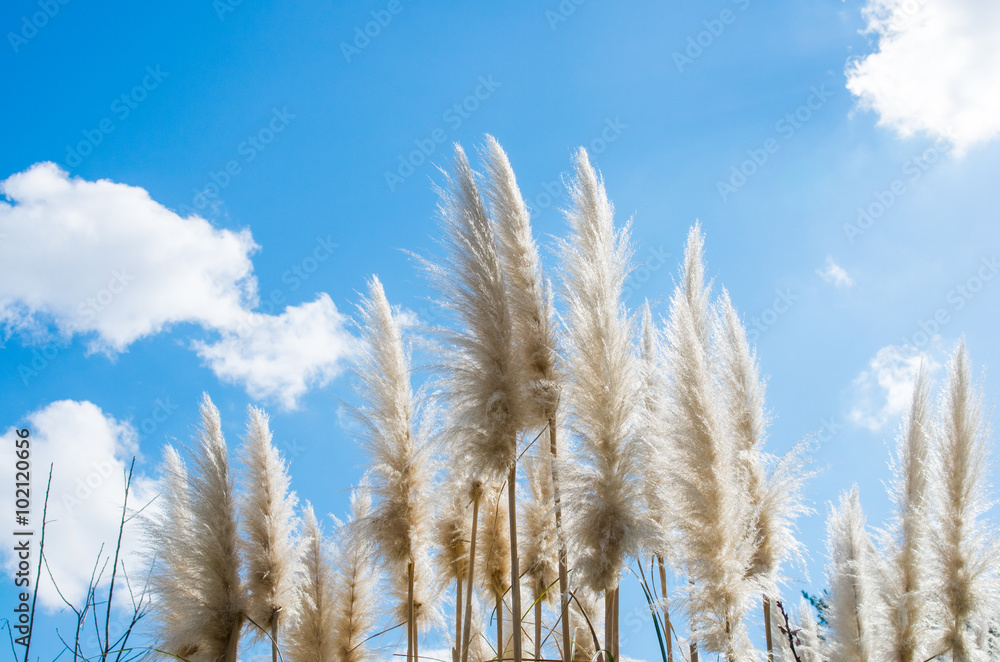 Obraz premium pampas grass