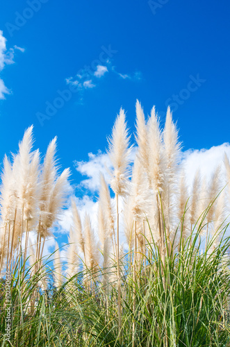 pampas grass