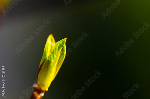 hydrangea sprout