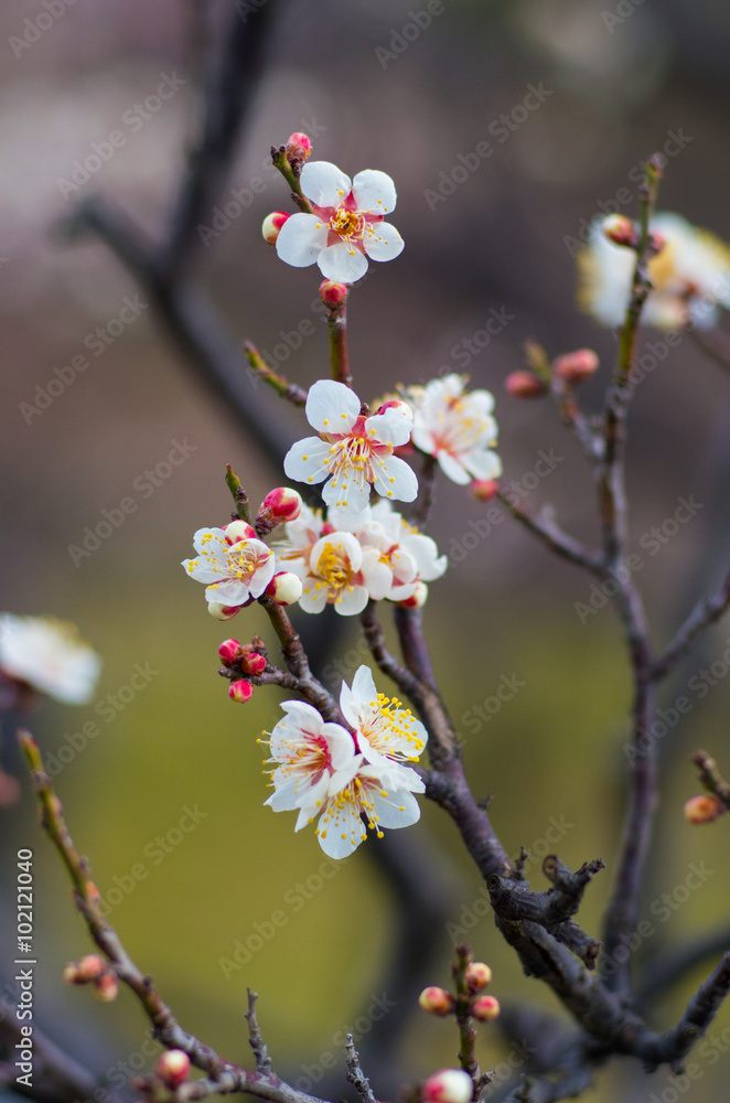 white plum tree white plum tree