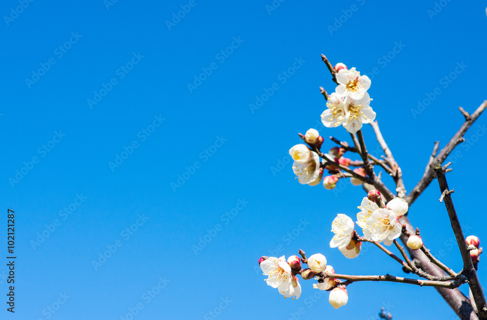 white plum tree white plum tree