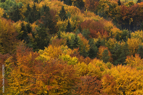 Colorful trees in autumn time, Slovakia