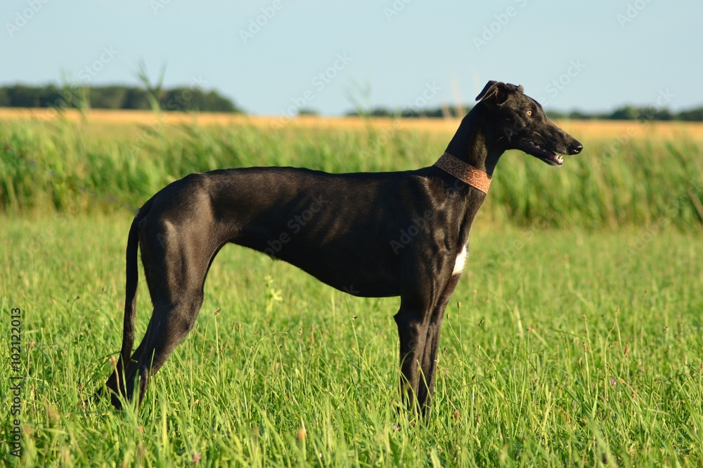 Galgo Espanol Galgo Espanol