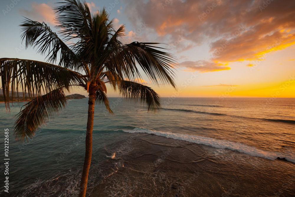 Aerial view of palm tree at sunset golden hour, overlooking the horizon 