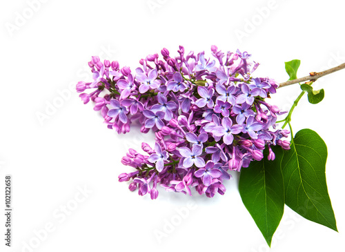 Lilac flowers