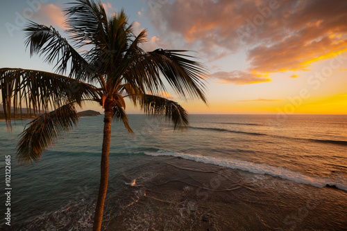 Aerial view of palm tree at sunset golden hour  overlooking the horizon 