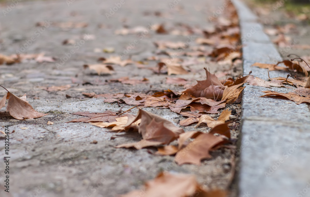 Fallen brown leaves around curb at park path in winter Fallen brown leaves around curb at park path in winter