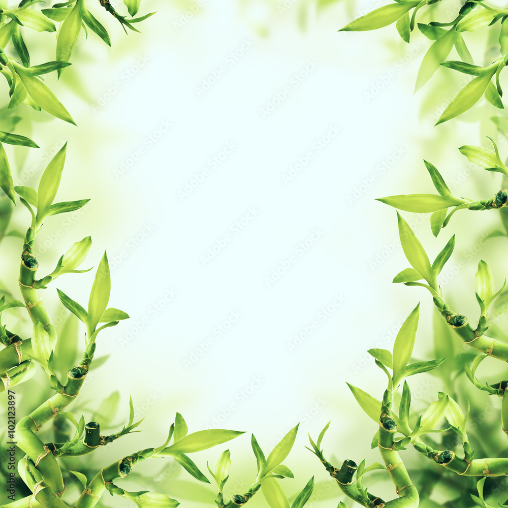 Fototapeta premium Green Bamboo Background. Spa and Healthy