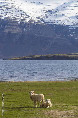 Pair of lambs on a field of grass in Iceland