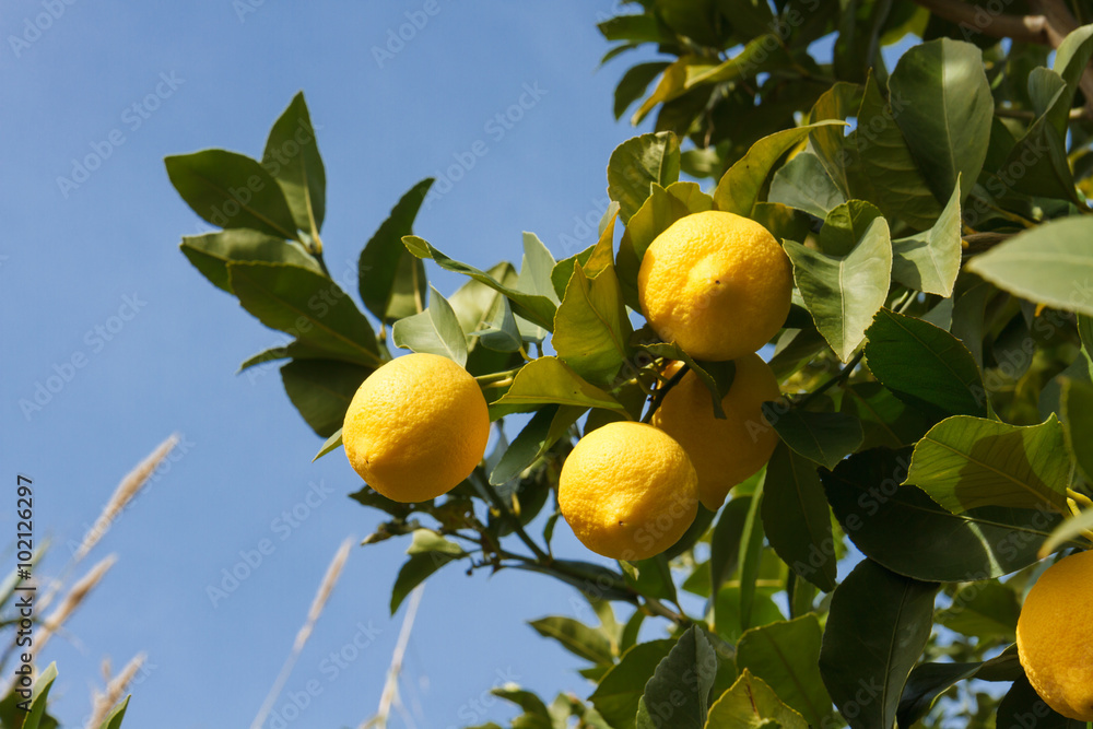 Lemons on the tree in a sunny daylight