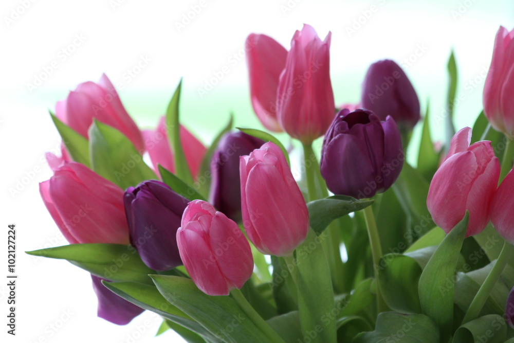 Flowers, fleurs, tulipes Flowers, fleurs, tulipes