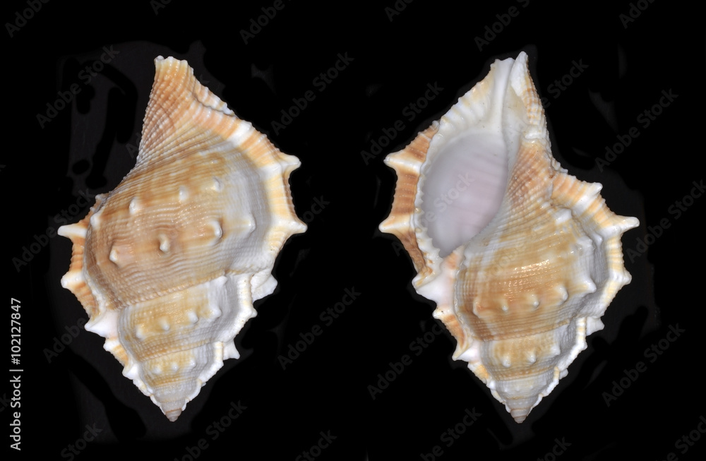 Bufonaria, a genus of marine gastropod mollusks in the family Bursidae, the frog snails Bufonaria, a genus of marine gastropod mollusks in the family Bursidae, the frog snails