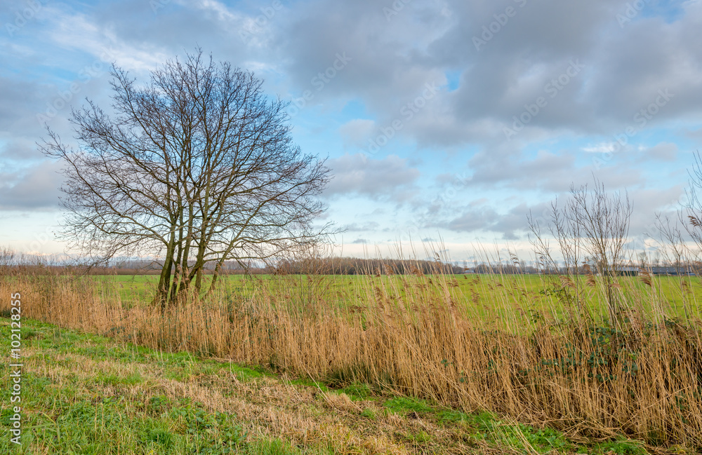 Lone bare tree in a rural area in the fall season Lone bare tree in a rural area in the fall season